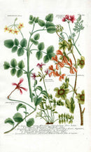 Johann Weinmann Antique Art Print Geranium Fab. - Panteek Antique Prints