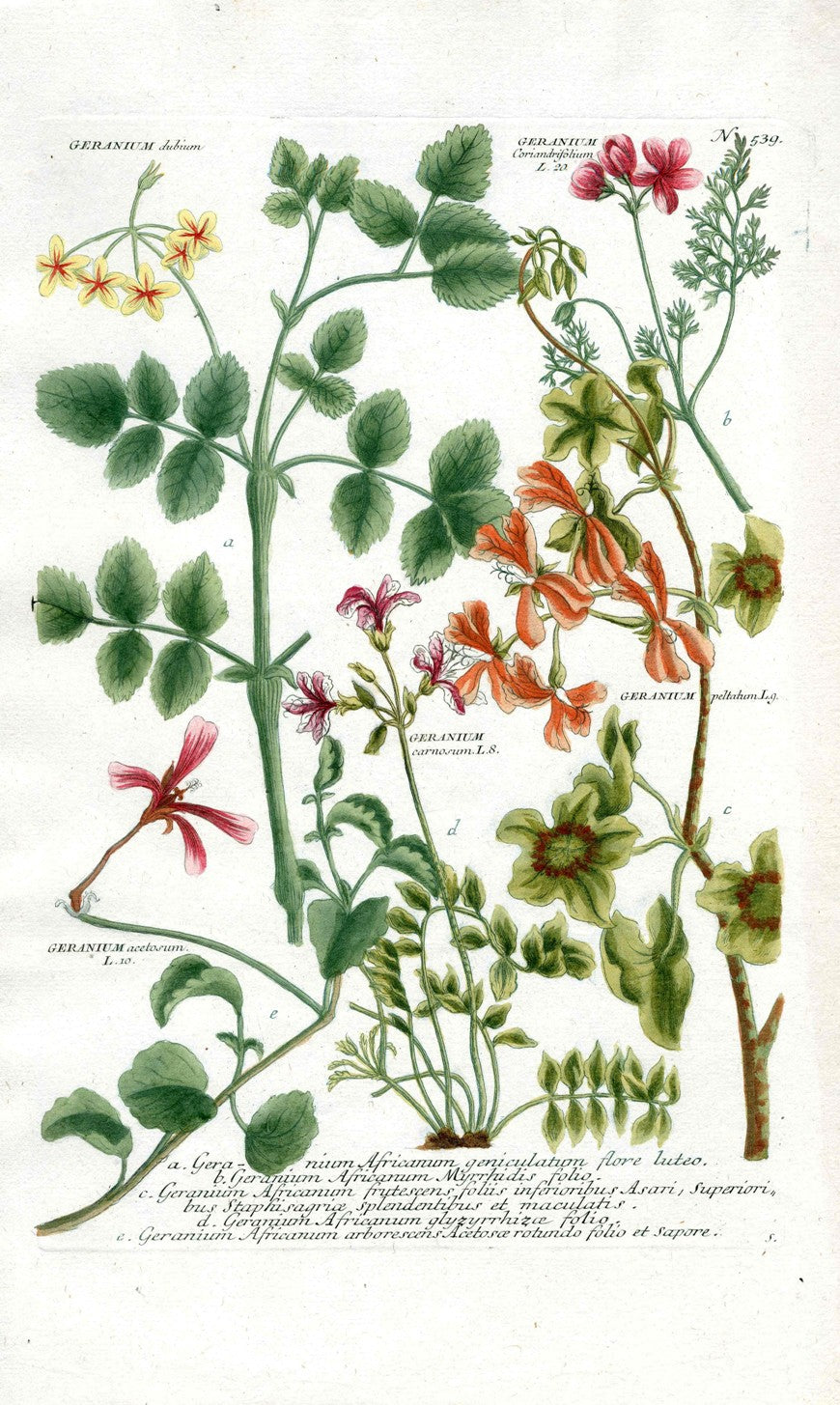 Johann Weinmann Antique Art Print Geranium Fab.