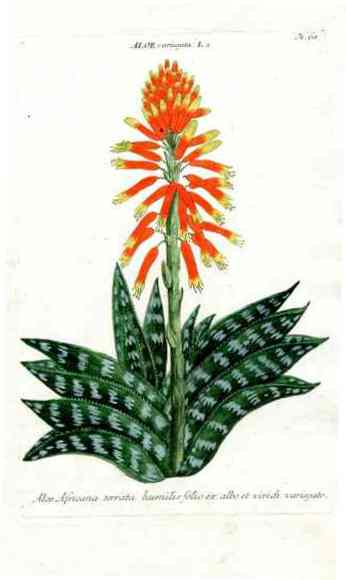 Johann Weinmann Antique Art Print Hedgehog Aloe