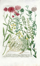 Johann Weinmann Antique Art Print Iberis - Panteek Antique Prints