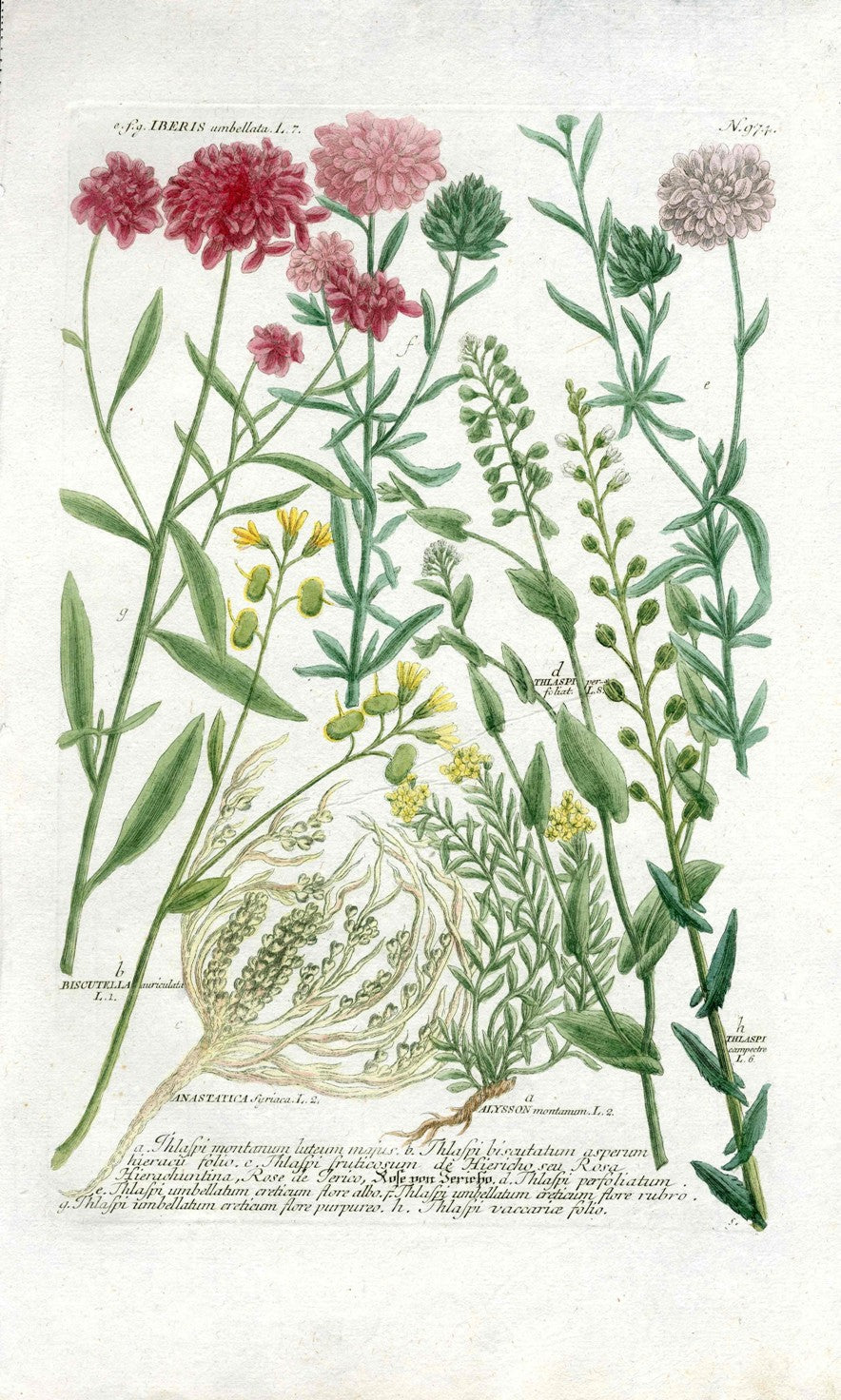 Johann Weinmann Antique Art Print Iberis