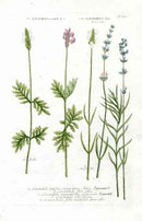 Johann Weinmann Antique Art Print Lavendula, Lavender - Panteek Antique Prints