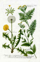 Johann Weinmann Antique Art Print Leontodo, Dandelinem - Panteek Antique Prints