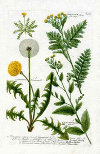 Johann Weinmann Antique Art Print Leontodo, Dandelinem - Panteek Antique Prints