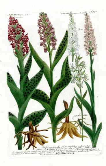 Johann Weinmann Antique Art Print Marsh Orchid