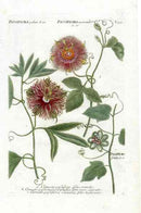 Johann Weinmann Antique Art Print Maypop - Panteek Antique Prints