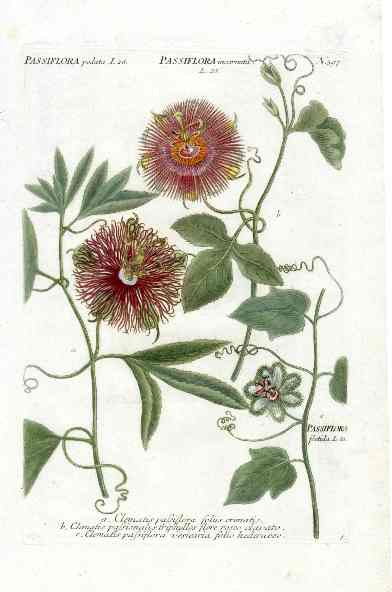 Johann Weinmann Antique Art Print Maypop