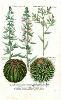 Johann Weinmann Antique Art Print Melo Cactus - Panteek Antique Prints