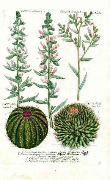 Johann Weinmann Antique Art Print Melo Cactus