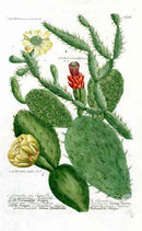 Johann Weinmann Antique Art Print Opuntia Cactus - Panteek Antique Prints