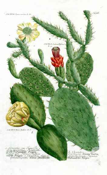 Johann Weinmann Antique Art Print Opuntia Cactus