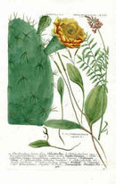Johann Weinmann Antique Art Print Prickly Pear - Panteek Antique Prints