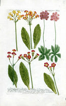 Johann Weinmann Antique Art Print Primroses - Panteek Antique Prints