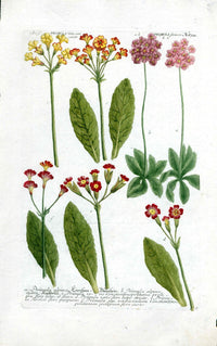 Johann Weinmann Antique Art Print Primroses - Panteek Antique Prints