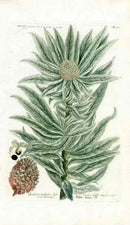 Johann Weinmann Antique Art Print Protea Argentea - Panteek Antique Prints