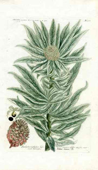 Johann Weinmann Antique Art Print Protea Argentea - Panteek Antique Prints