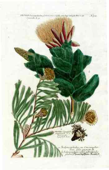 Johann Weinmann Antique Art Print Protea Con.