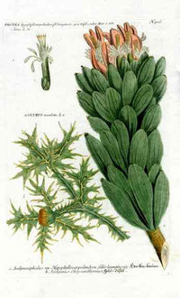 Johann Weinmann Antique Art Print Protea Hyp. - Panteek Antique Prints