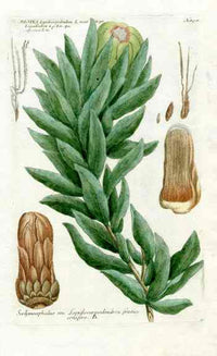 Johann Weinmann Antique Art Print Protea Lep. - Panteek Antique Prints
