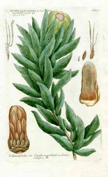 Johann Weinmann Antique Art Print Protea Lep.