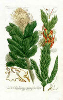 Johann Weinmann Antique Art Print Protea Leu. - Panteek Antique Prints