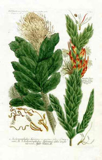 Johann Weinmann Antique Art Print Protea Leu. - Panteek Antique Prints