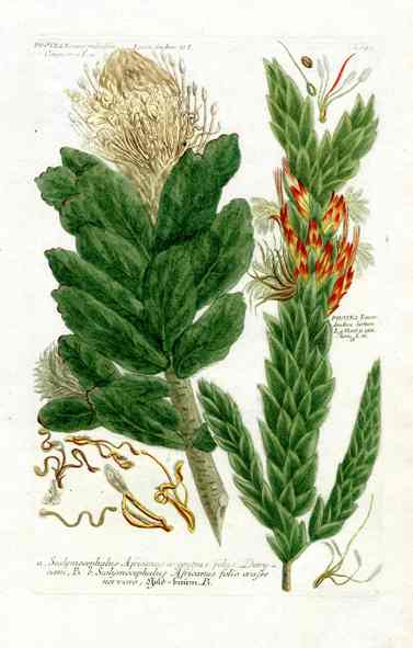 Johann Weinmann Antique Art Print Protea Leu.