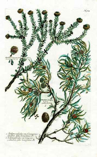Johann Weinmann Antique Art Print Protea Levisanus - Panteek Antique Prints