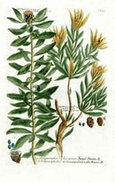 Johann Weinmann Antique Art Print Protea Pubera - Panteek Antique Prints