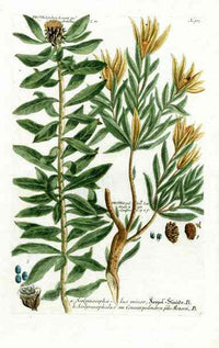 Johann Weinmann Antique Art Print Protea Pubera - Panteek Antique Prints