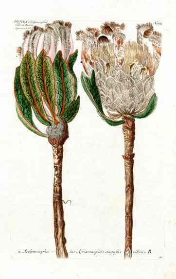 Johann Weinmann Antique Art Print Protea Speciosa