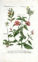 Johann Weinmann Antique Art Print Rhododendron, Rock Rose - Panteek Antique Prints