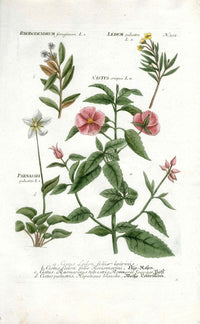 Johann Weinmann Antique Art Print Rhododendron, Rock Rose - Panteek Antique Prints