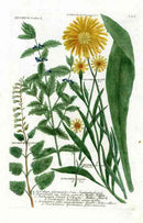 Johann Weinmann Antique Art Print Scorzonera, Daisy - Panteek Antique Prints