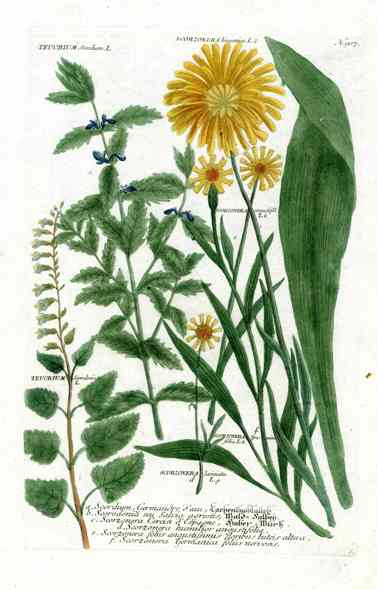 Johann Weinmann Antique Art Print Scorzonera, Daisy