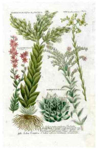 Johann Weinmann Antique Art Print Sedum Cactus - Panteek Antique Prints