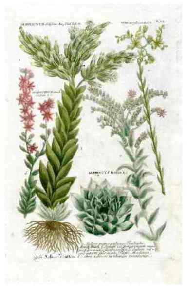 Johann Weinmann Antique Art Print Sedum Cactus