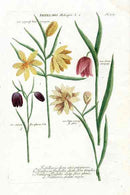 Johann Weinmann Antique Art Print Snake's Head Lilly - Panteek Antique Prints