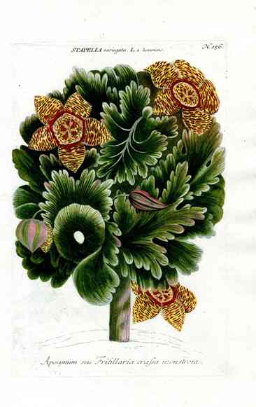 Johann Weinmann Antique Art Print Stapelia