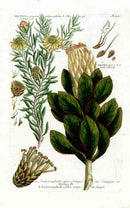 Johann Weinmann Antique Art Print Thistle Protea - Panteek Antique Prints