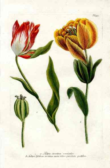 Johann Weinmann Antique Art Print Tulip