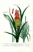 Johann Weinmann Antique Art Print Uitenhage Aloe - Panteek Antique Prints