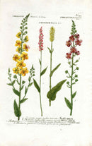 Johann Weinmann Antique Art Print Verbascum - Panteek Antique Prints