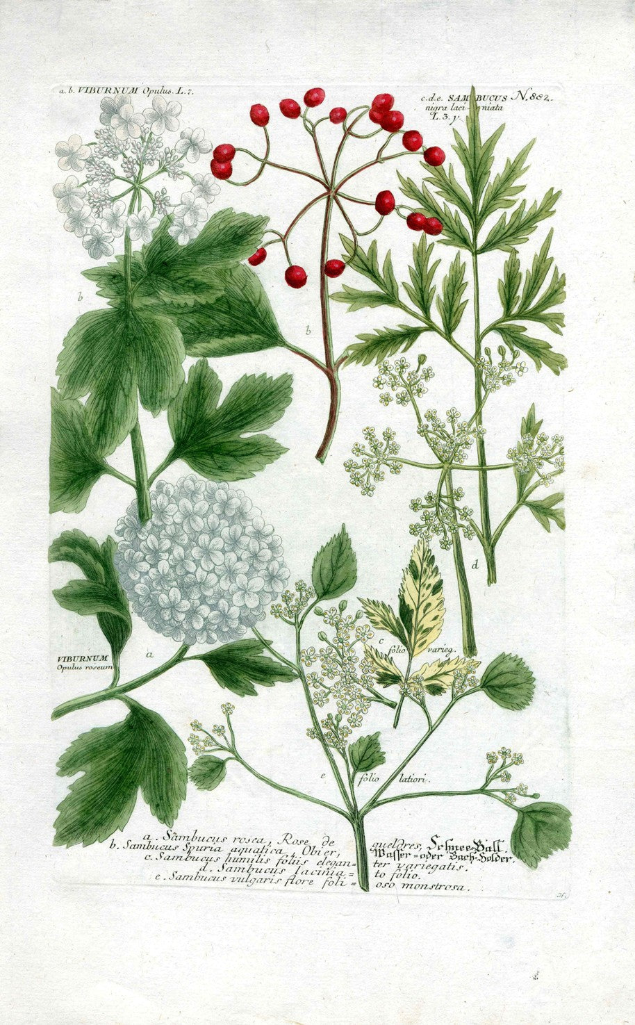 Johann Weinmann Antique Art Print Viburnum