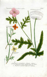 Johann Weinmann Antique Art Print White Poppy - Panteek Antique Prints