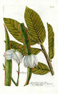 Johann Weinmann Antique Art Print Yucca Cactus - Panteek Antique Prints