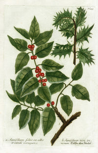 Johann Weinmann Phytanthoza Iconographia 1737 Print Aquifolium - Panteek Antique Prints