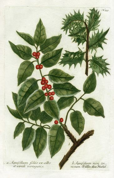 Johann Weinmann Phytanthoza Iconographia 1737 Print Aquifolium