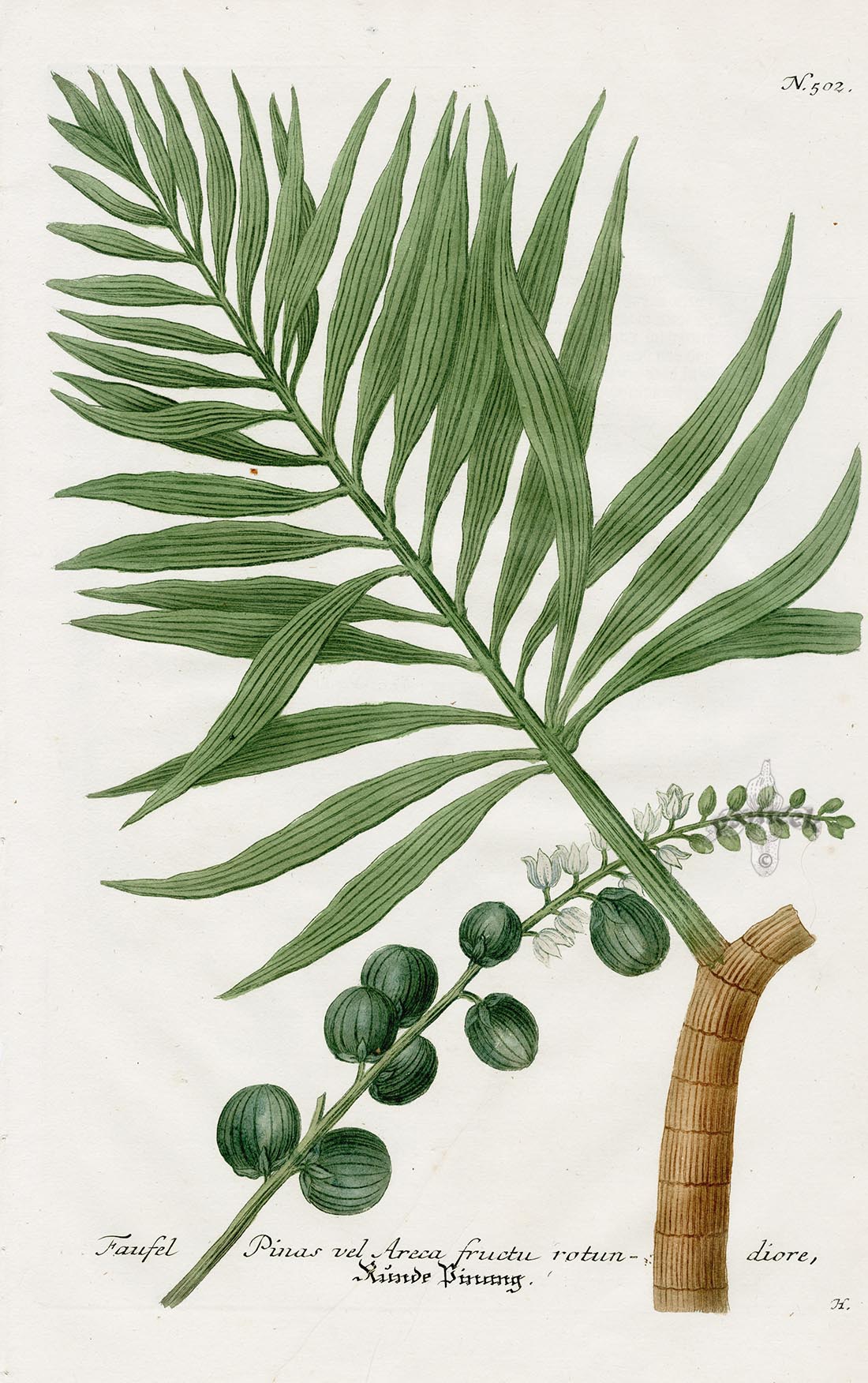 Johann Weinmann Phytanthoza Iconographia 1737 Print Areca syl.