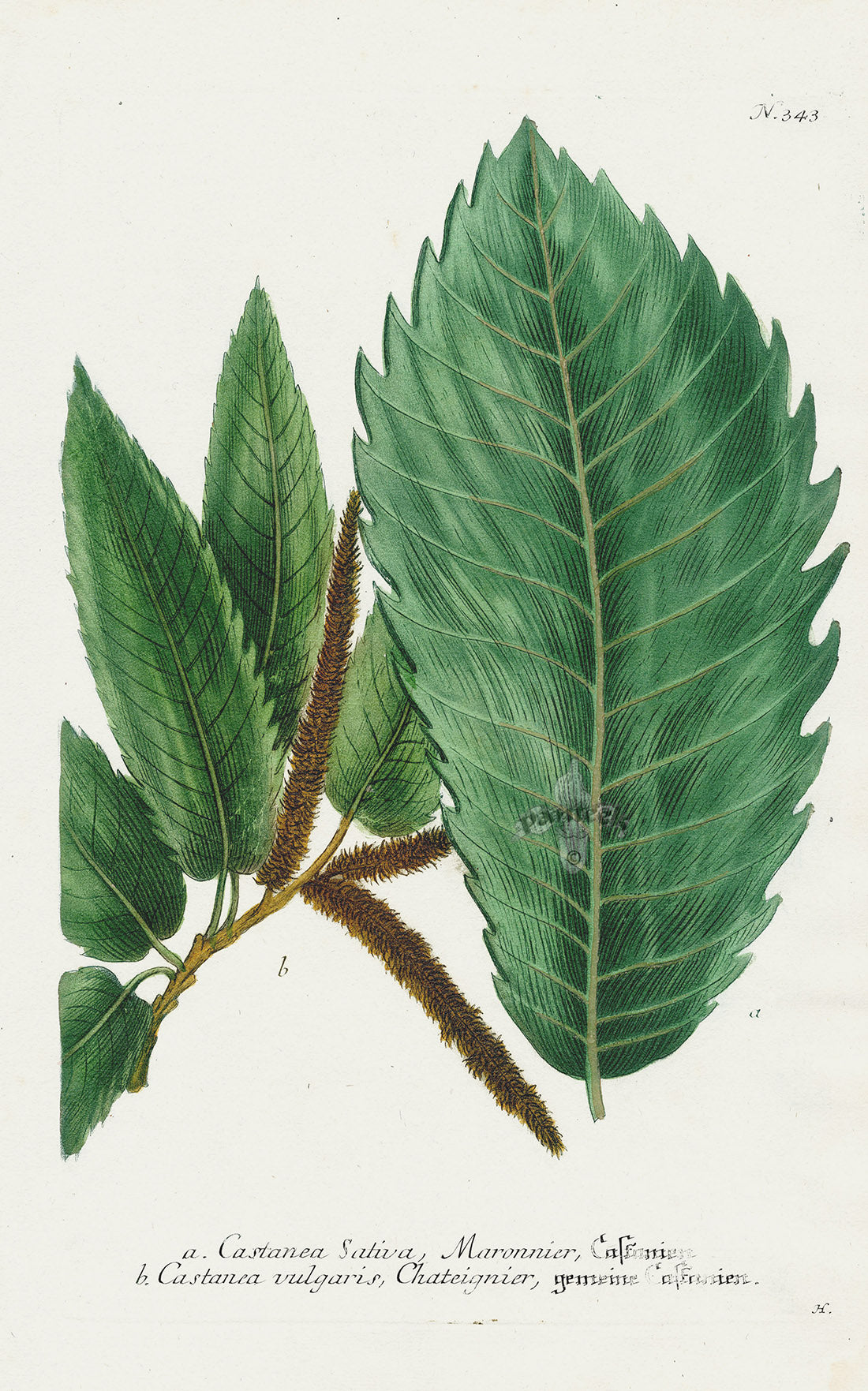 Johann Weinmann Phytanthoza Iconographia 1737 Print Castanea